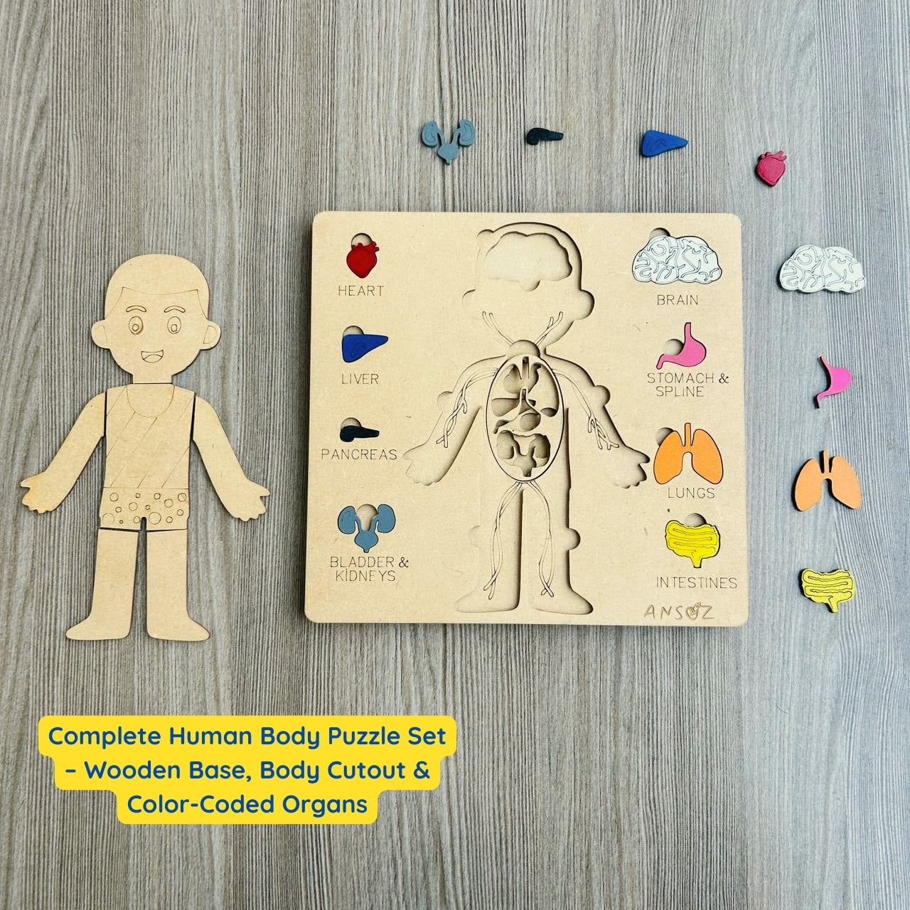 BodyLab Explorer kit | Little explorers meet body science